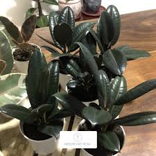 Plants will be sent with coco peat or prepared soil. Black Prince Rubber Tree Thai Black Prince Ficus Elastica For Sale Shopee Philippines
