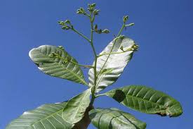 Image result for Anacardium