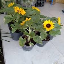 Sunflower little leo adalah tipe dwarf plant atau tanaman pendek dengan kelopak bunga berwarna kuning tenang. Jual Tanaman Matahari Di Batu Harga Terbaru 2021