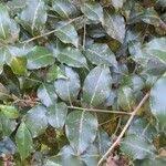 Image result for Cryptocarya woodii