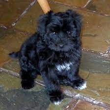 Maltipoo puppies for sale, maltipoo puppy for sale, maltipoo breeder, maltese poodle mix puppies, maltiese poodle puppies for sale, maltipoos for sale in texas, maltipoo puppy. Maltipoo Rescue Dallas Tx Maltipoo