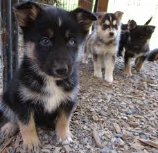 View available dogs, cats, rabbits, horses and more. Mixed Breed Husky Shepherd Mix Puppies For Sale In Tigard Oregon Near Portland