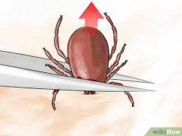 Slowly begin to pull the tick out from your dog's skin in a steady motion. How To Get Ticks Off Dogs With Pictures Wikihow