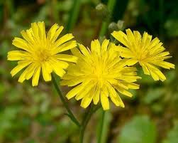 Image result for Crepis newii