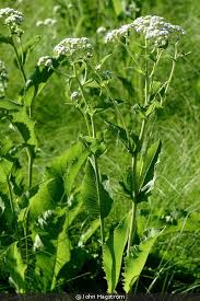 Image result for Equilabium parvum