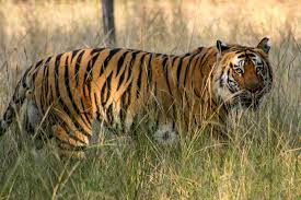 History of the Tiger in India - Tiger ...