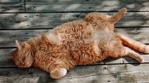 do cats sweat? the answer might