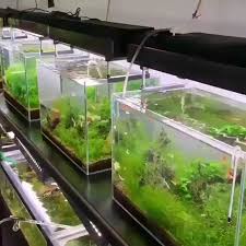 Nano Guppy Fish Gepflanzt Tank Akvaryumlar Akvaryum Baligi Beta Baligi