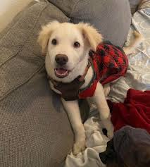 Owner was incarcerated and now this sweet pup is code red for today in Fort  Worth 🥹.