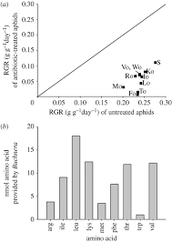 Image result for Buchnera candida