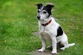 Border Jack Border Collie Jack Russell Mix Info Pics Doggie Designer