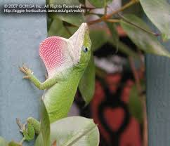 Birds aren't the only ones that can use your yard to their benefit. Beneficial Lizards In The Landscape 19 Green Anole Lizard Anolis Carolinensis
