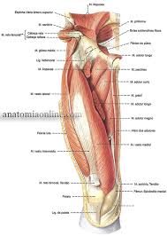 Musculos Do Membro Inferior Anatomia Online