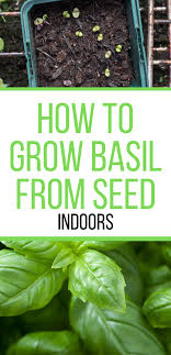 How To Grow Basil Indoors From Seed 2020 In 2020 Growing Basil Growing Basil Indoors Basil Seeds