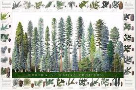 They will do best with established native trees that offer protection and other rewards. Tree Identification Poster Pacific Northwest Conifers Charting Nature