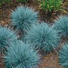 100 Blue Sheeps Fescue Grass Fesnea Ovina Glauca Aestivum Etsy Grasses Landscaping Blue Fescue Perennial Grasses