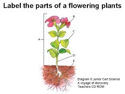 Label the three cell parts on the diagram below. Topic Plant Structure Section 1 C Animals Plants
