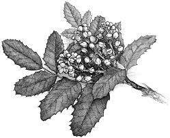 Plantfiles Pictures Oregon Grape Oregon Grape Holly Holly Leaved Barberry Mahonia Aquifolium 9 By Equilibriu Oregon Grape Flower Illustration Illustration
