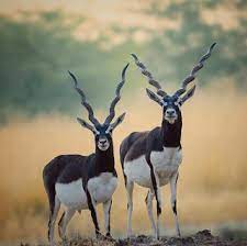 Wildlife Best Photography Animals Animals Beautiful Animals Wild