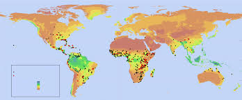 Image result for Andropogon canaliculatus