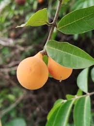 Image result for Landolphia