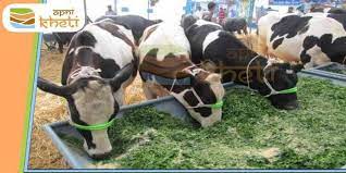 However, you must be careful with apples, carrots, other large foods since they can can you eat pigweed? You Should Definitely Try These Two Home Remedies For Your Cattle