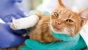 Do they seem stiff or painful? Dislocated Joints Luxations In Cats Symptoms Causes Treatments Cattime