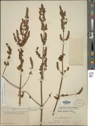 Image result for Mesosphaerum pectinatum