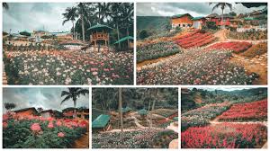 Msdea Ornamental Garden Heavenly Flower Farm In Cebu City Sugbo Ph Cebu