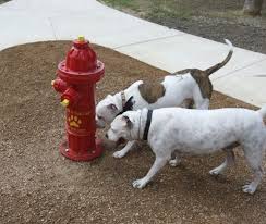 But an industrial design graduate from écal in switzerland has designed a hydrant that serves as dimitri nassisi 's drinking hydrant doubles as a source of drinkable water for both people and their dogs. Dog Park Fire Hydrant Dog Fire Hydrant Potty