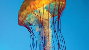 Image result for Polyspatha