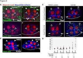 Sep 06, 2021 · android용 리니지m apk 1.7.21a을(를) 다운로드하십시오. Tbx1 10 And Mapk Inhibition Promote Dach Activation In The Second Download Scientific Diagram
