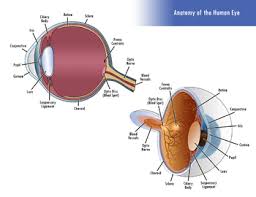 Schematic diagrams show detailed drawings and information of the individual parts that a system or machine consist of and how they interact. Human Eye Scientific Diagram Cross Section Of A Human Eye Tpt