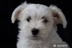 Chiot Bichon Maltais 2 Mois Wall Mural Pixers We Live To Change