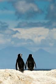 Holding Hands Animals Penguins Penguin Love