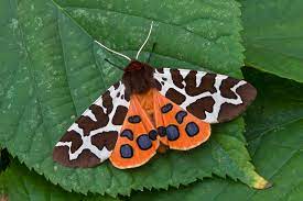 Garden Tiger Moth Tiger Moth Moth Beautiful Butterflies