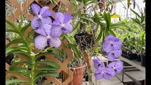 Image result for Vanda coerulea