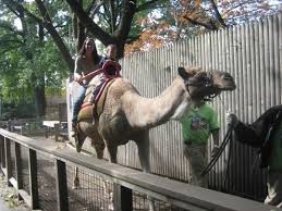 Birqash camel market is egypt's largest camel market, 35km northwest of cairo, on the edge of the western desert! The Philadelphia Zoo In Philadelphia Pennsylvania Kid Friendly Attractions Trekaroo