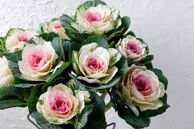 See more ideas about cabbage flowers, flowers, ornamental cabbage. Condor Sakata Ornamentals