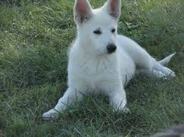 Join millions of people using oodle to find puppies for adoption, dog and puppy listings, and other pets adoption. White German Shepherd Puppy From Guardian Angel Shepherds Nescopeck Pa Usa German Shepherd Puppies White German Shepherd White German Shepherd Puppies