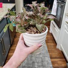Decorating With Indoor Plants Plus Tips To Keep Them Alive