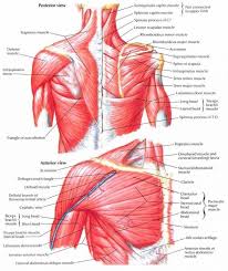 Muscles german names chart muscular male body. Pin On Human Anatomy Study