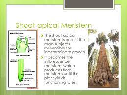 The indeterminate growth was shown to be due to secondary clusters of dividing infected cells that were formed from nodule parenchyma cells. Determinate Vs Indeterminate Growth By Herman Israelsson Youtube