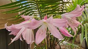 Image result for Crinum moorei