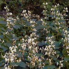 Image result for Hypoestes sp. aff. aristata B