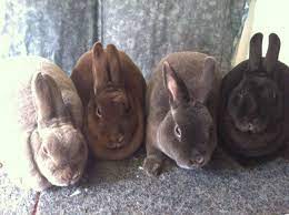 4 Self Colors Of Mini Rex Black Blue Chocolate Lilac Mini Rex Rabbit Breeds Tortoise Pet
