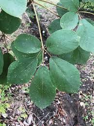 Image result for Handroanthus chrysotrichus