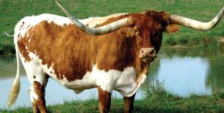 The texas longhorn is a breed of cattle known for its characteristic horns, which can extend to over 100 inches (2.54 m) tip to tip for cows and bulls. Texas Longhorn Cattle Wallpapers Wallpaper Cave