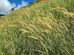 Image result for Cenchrus polystachios