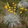 / fiori a forma di palla contro lo sfondo di fiori di colore giallo. Https Encrypted Tbn0 Gstatic Com Images Q Tbn And9gcsv V01lkzb9adxzwsyt6q Xntzrk4flrcvwi34hpu Usqp Cau